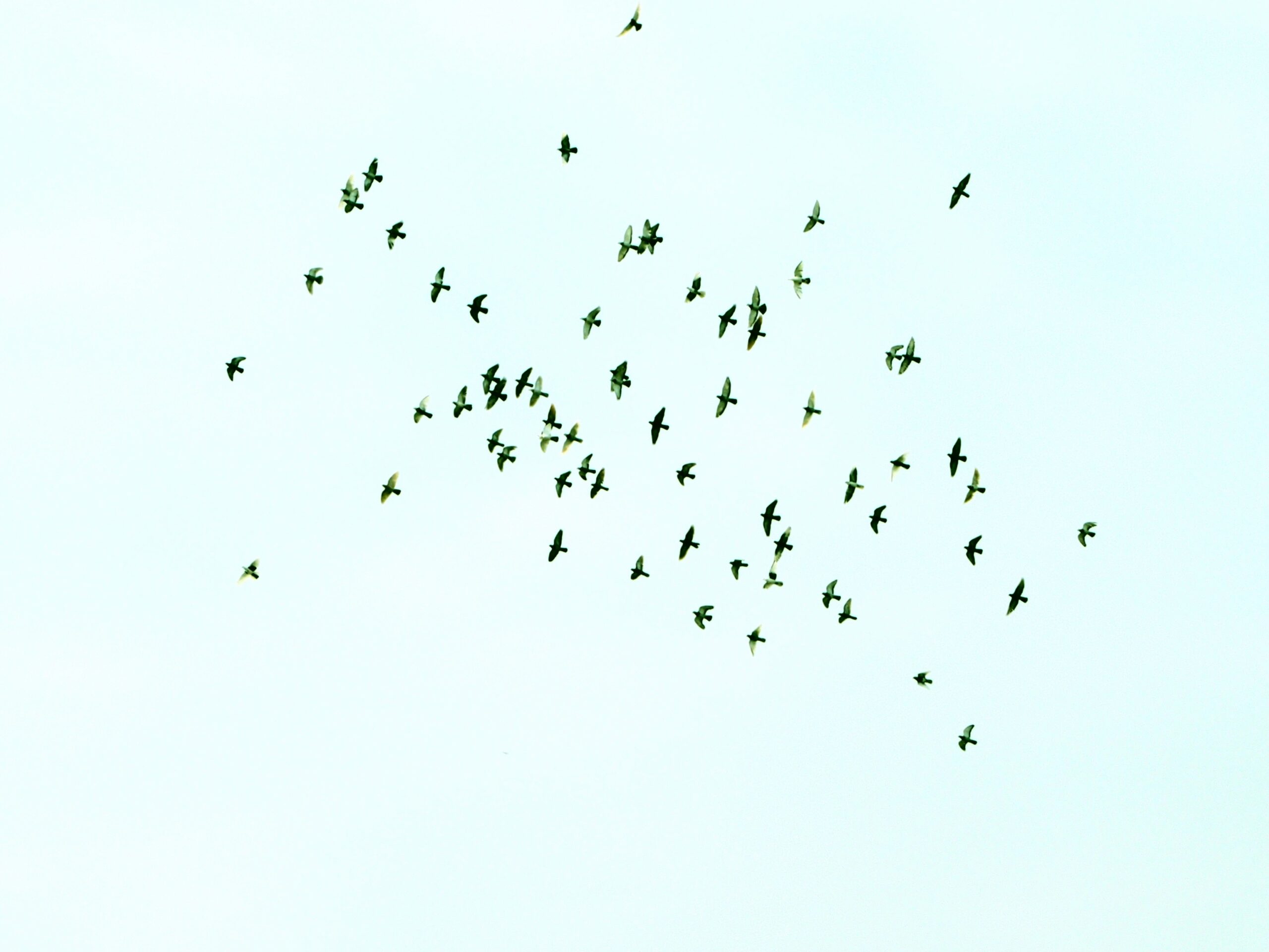 ¿En tu opinión, cuál opinión? 