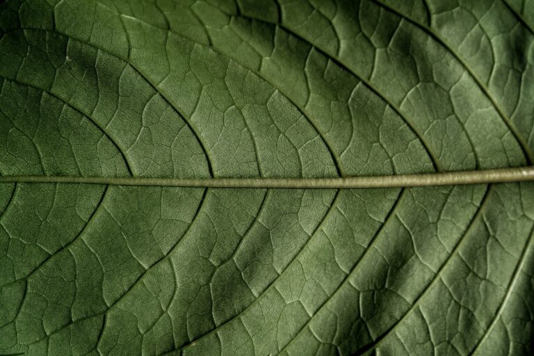 Perfección y disciplina